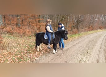 Ponis Shetland, Caballo castrado, 7 años, 107 cm