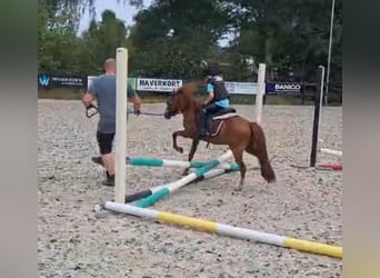 Ponis Shetland Mestizo, Caballo castrado, 7 años, 110 cm, Alazán