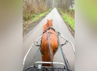 Ponis Shetland Mestizo, Caballo castrado, 7 años, 110 cm, Alazán