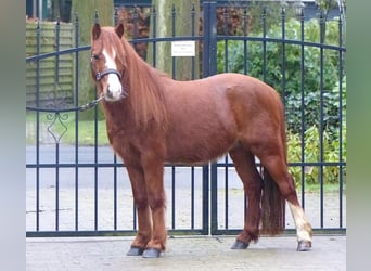 Ponis Shetland Mestizo, Caballo castrado, 7 años, 110 cm, Alazán