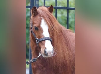 Ponis Shetland Mestizo, Caballo castrado, 7 años, 110 cm, Alazán