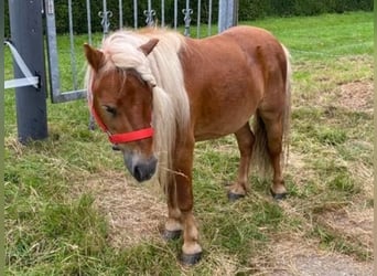 Ponis Shetland, Caballo castrado, 7 años, 80 cm, Alazán