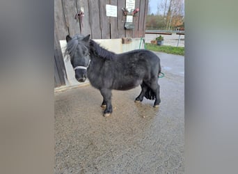 Ponis Shetland, Caballo castrado, 7 años, 85 cm, Castaño oscuro