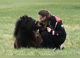 Ponis Shetland, Caballo castrado, 7 años, 90 cm, Castaño oscuro