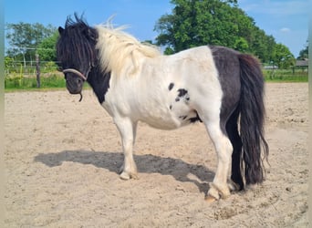 Ponis Shetland, Caballo castrado, 7 años, 90 cm, Pío