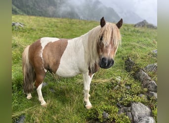 Ponis Shetland Mestizo, Caballo castrado, 7 años, 93 cm