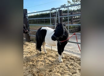 Ponis Shetland, Caballo castrado, 7 años, 96 cm, Pío