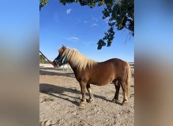 Ponis Shetland, Caballo castrado, 7 años, Alazán