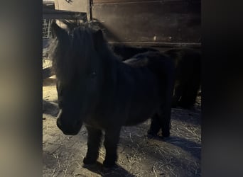 Ponis Shetland, Caballo castrado, 7 años