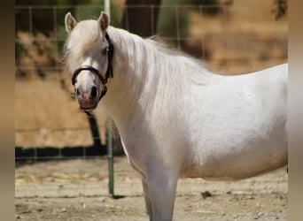 Ponis Shetland, Caballo castrado, 7 años, White/Blanco