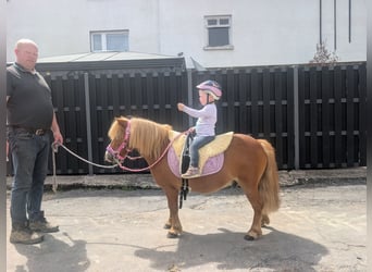 Ponis Shetland, Caballo castrado, 8 años, 100 cm, Alazán