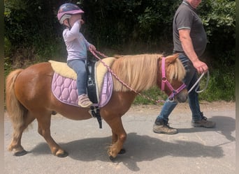 Ponis Shetland, Caballo castrado, 8 años, 100 cm, Alazán