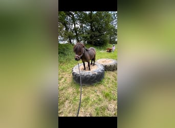 Ponis Shetland, Caballo castrado, 8 años, 100 cm, Castaño oscuro