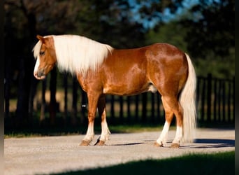 Ponis Shetland Mestizo, Caballo castrado, 8 años, 102 cm, Ruano alazán