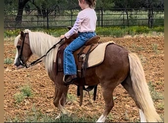 Ponis Shetland Mestizo, Caballo castrado, 8 años, 102 cm, Ruano alazán