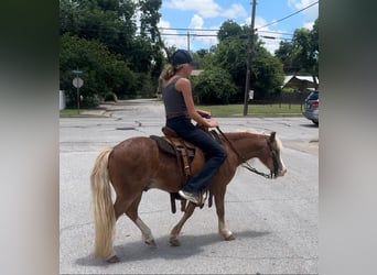 Ponis Shetland Mestizo, Caballo castrado, 8 años, 102 cm, Ruano alazán