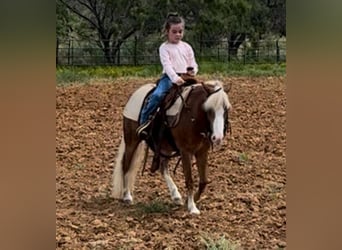 Ponis Shetland Mestizo, Caballo castrado, 8 años, 102 cm, Ruano alazán