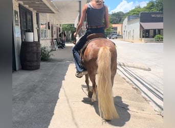 Ponis Shetland Mestizo, Caballo castrado, 8 años, 102 cm, Ruano alazán