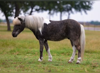 Ponis Shetland, Caballo castrado, 8 años, 107 cm, Tobiano-todas las-capas