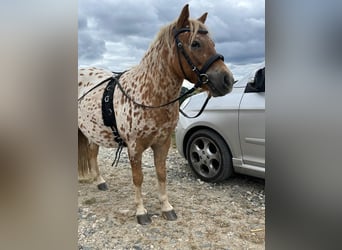 Ponis Shetland, Caballo castrado, 8 años, 112 cm, Atigrado/Moteado