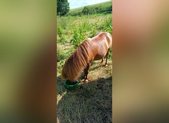 Ponis Shetland, Caballo castrado, 8 años, Alazán