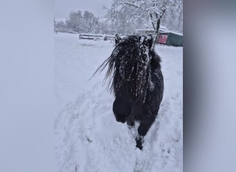 Ponis Shetland, Caballo castrado, 9 años, 100 cm, Negro