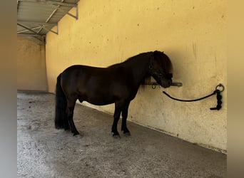 Ponis Shetland, Caballo castrado, 9 años, 104 cm, Negro
