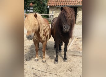 Ponis Shetland, Caballo castrado, 9 años, 105 cm, Negro