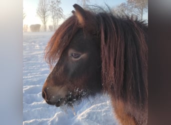 Ponis Shetland, Caballo castrado, 9 años, 110 cm, Castaño oscuro