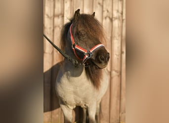 Ponis Shetland, Caballo castrado, 9 años, 85 cm, Ruano azulado