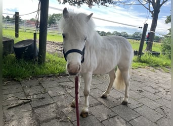 Ponis Shetland, Caballo castrado, 9 años, Tordo