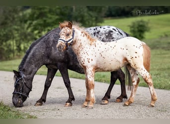 Ponis Shetland, Desconocido, Potro (04/2026)