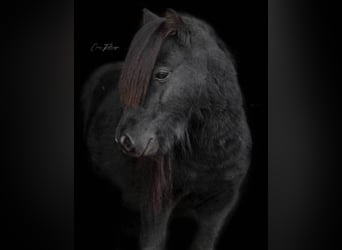Ponis Shetland, Semental, 10 años, 78 cm, Negro