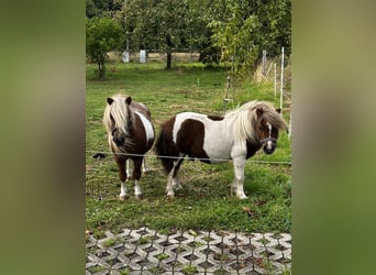 Ponis Shetland, Semental, 11 años, 80 cm, Pío