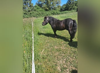 Ponis Shetland, Semental, 12 años, 91 cm, Negro