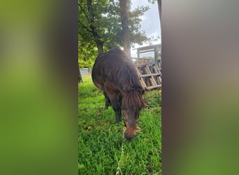 Ponis Shetland Mestizo, Semental, 13 años, 110 cm, Castaño oscuro