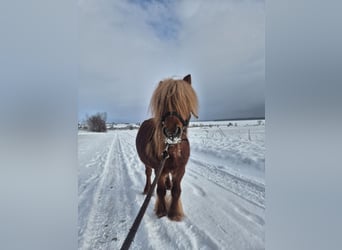 Ponis Shetland, Semental, 13 años, 80 cm, Alazán