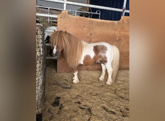 Ponis Shetland, Semental, 14 años, 85 cm