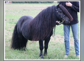 Ponis Shetland, Semental, 17 años, 103 cm, Negro