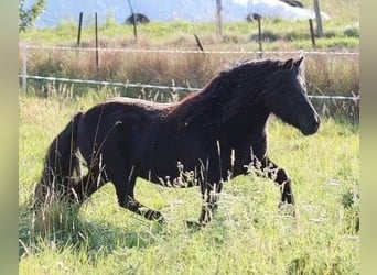 Ponis Shetland, Semental, 17 años, 103 cm, Negro