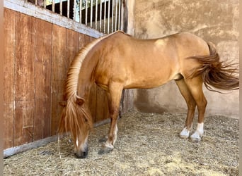 Ponis Shetland, Semental, 17 años, Alazán