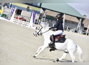 Ponis Shetland, Semental, 19 años, 110 cm, Pío