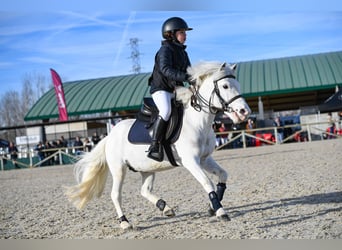 Ponis Shetland, Semental, 19 años, 110 cm, Pío