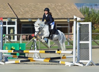 Ponis Shetland, Semental, 19 años, 110 cm, Pío