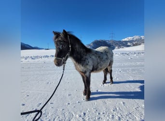 Ponis Shetland, Semental, 1 año, 100 cm, Atigrado/Moteado