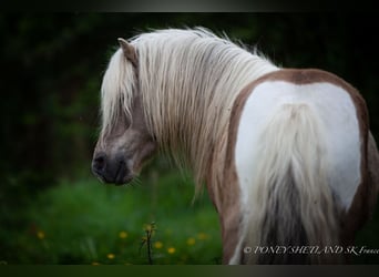 Ponis Shetland, Semental, 1 año, 102 cm, Alazán