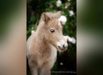 Ponis Shetland, Semental, 1 año, 102 cm, Alazán