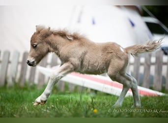 Ponis Shetland, Semental, 1 año, 102 cm, Alazán