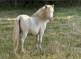 Ponis Shetland, Semental, 1 año, 102 cm, Perlino