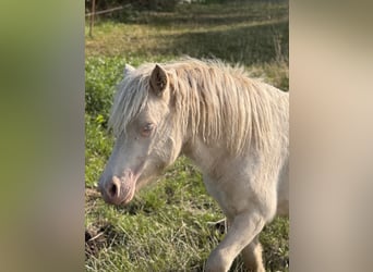Ponis Shetland, Semental, 1 año, 102 cm, Perlino
